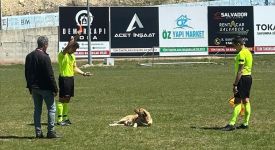 Amatör maçta hakem sahaya giren köpeği kırmızı kart gösterip dışarı çıkardı
